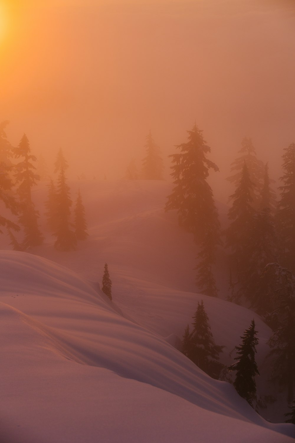 uma colina nevada com árvores sobre ela