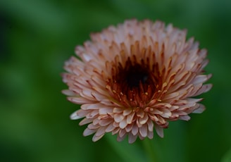 a close up of a flower