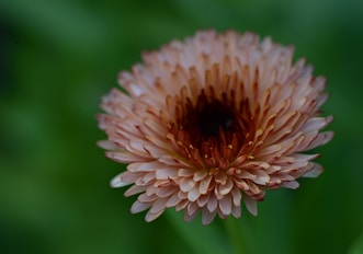 a close up of a flower