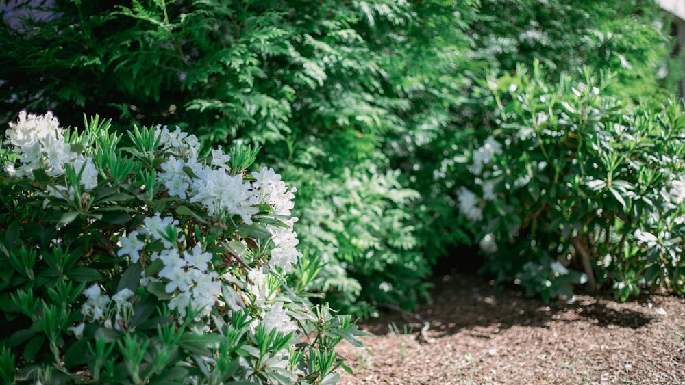 a group of bushes with white flowers