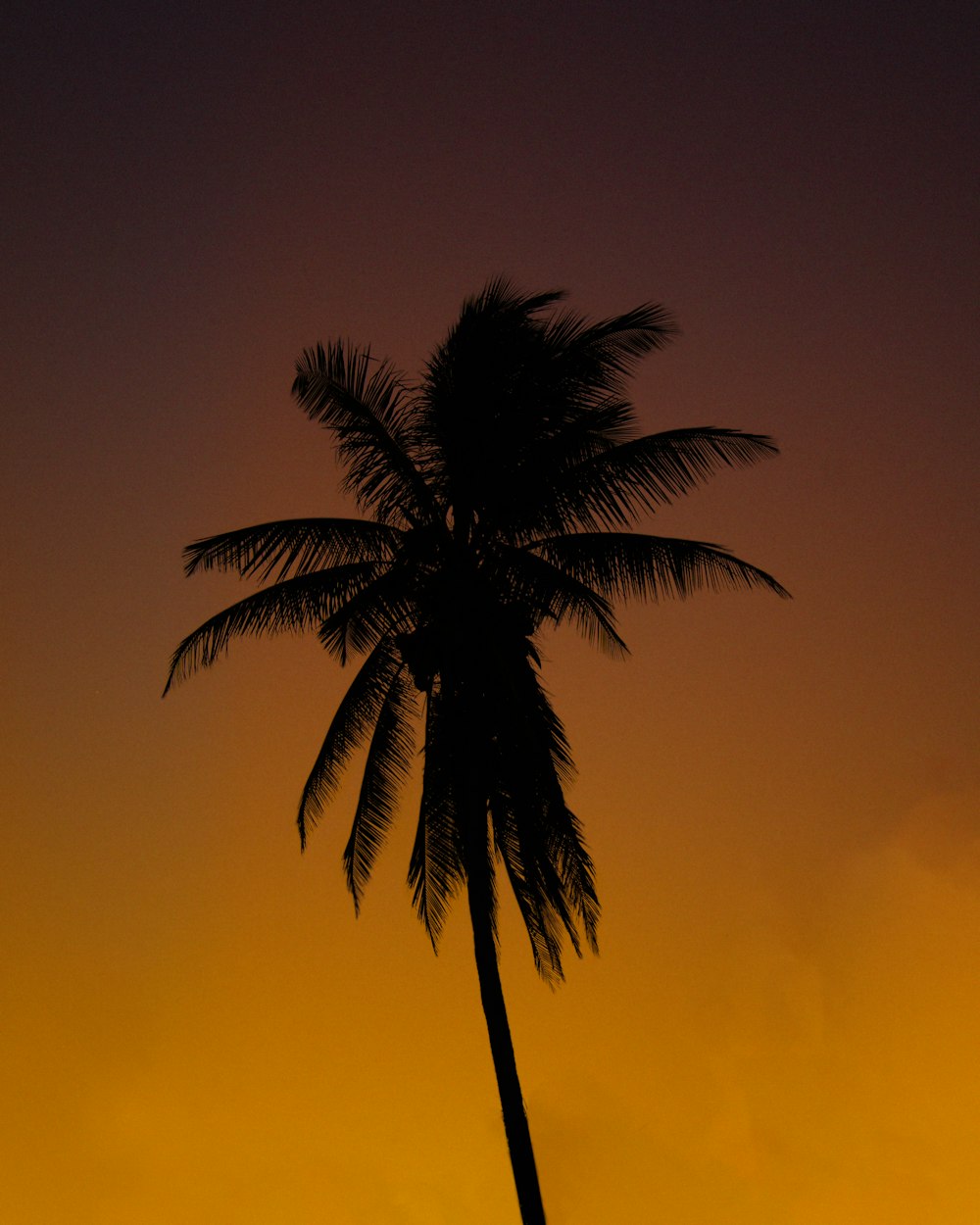 a palm tree against a colorful background