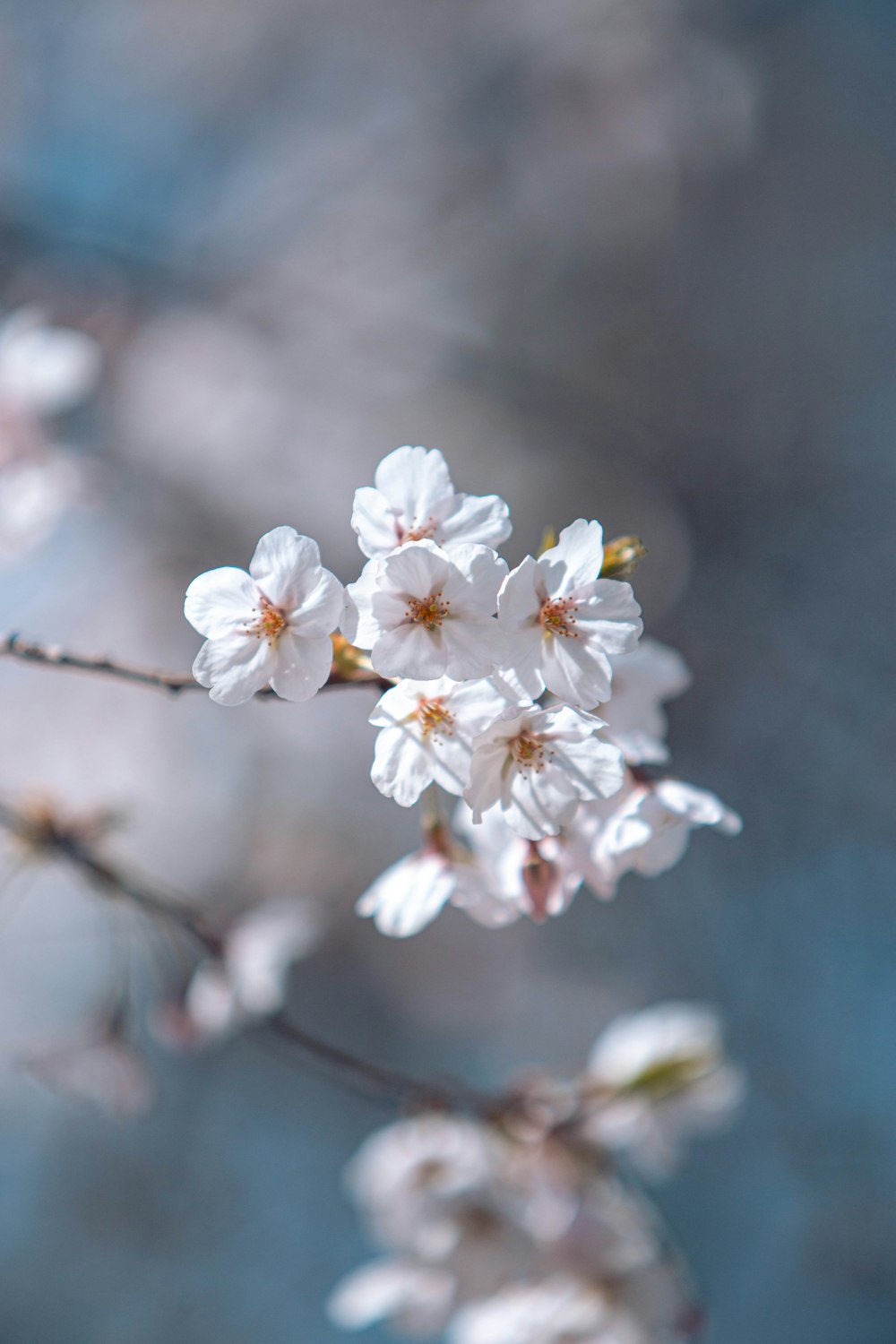 a close up of white flowers