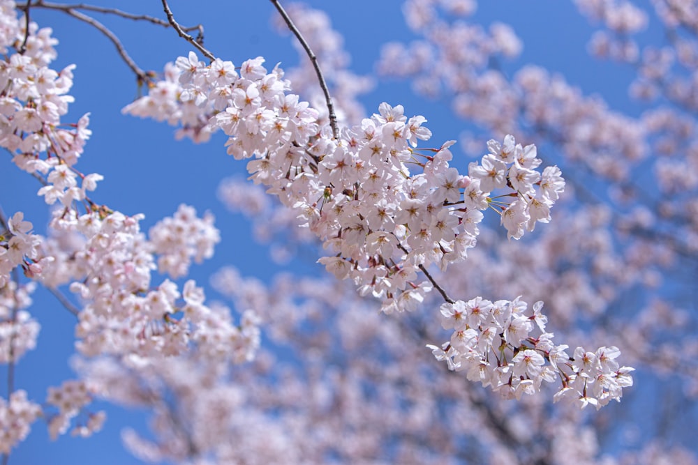 a tree with white flowers