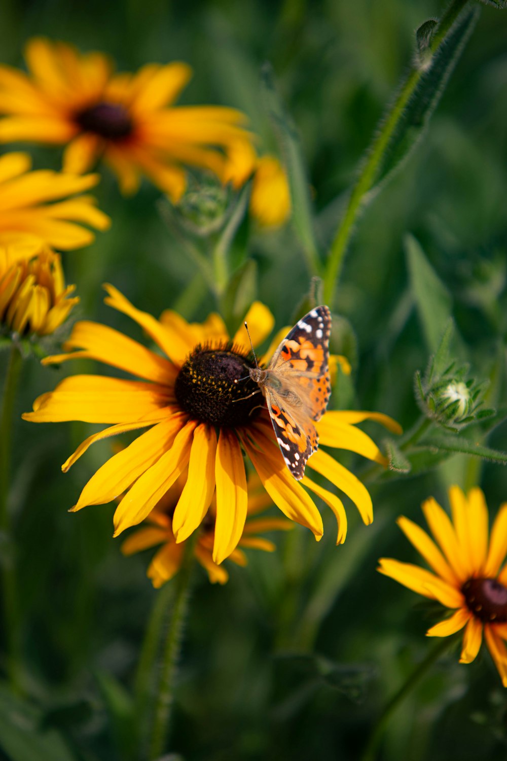 a butterfly on a yellow flower