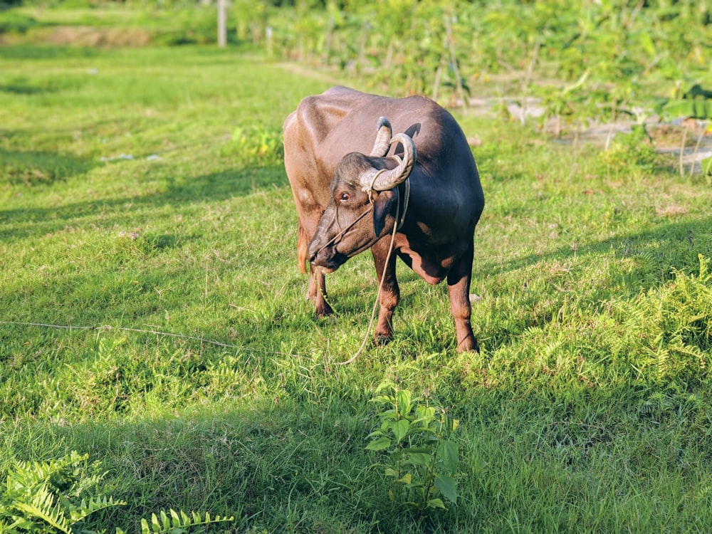 a cow with horns in a field