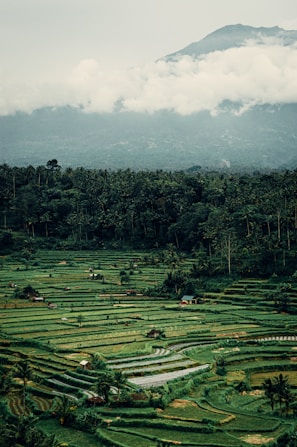 A landscape with trees and hills