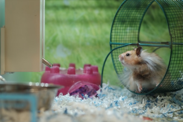 Cheerful cartoon hamster running on a wheel with a playful expression