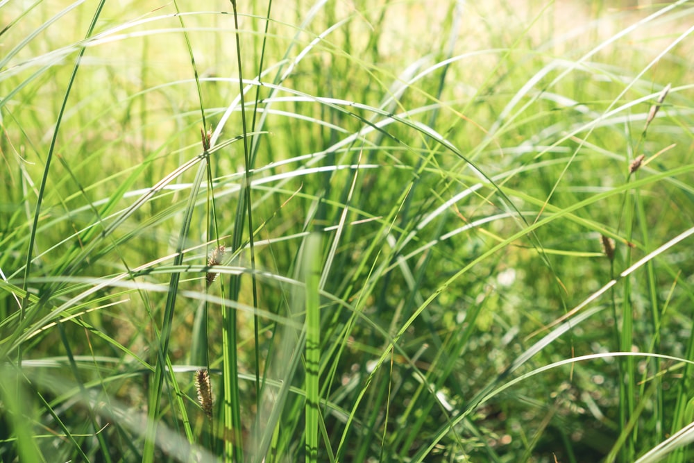 close up of grass