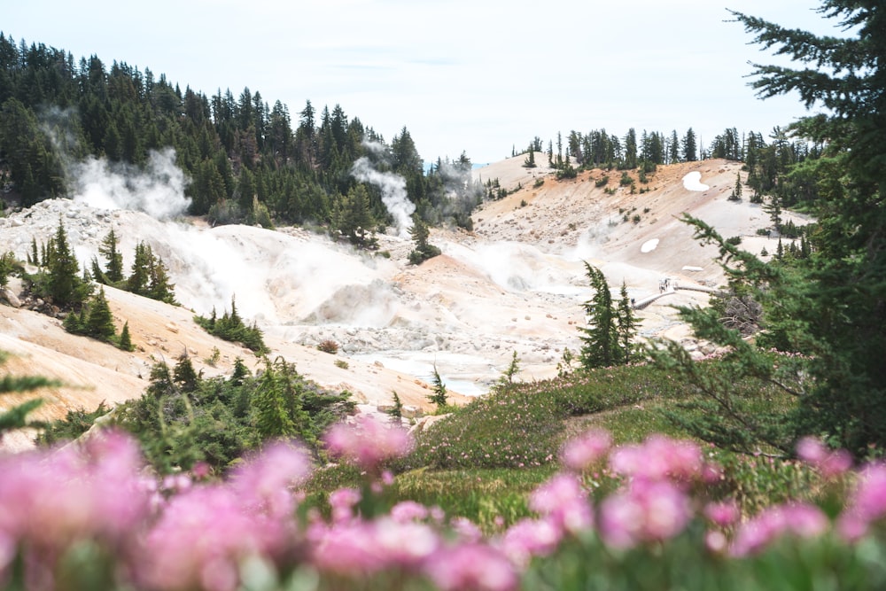 a field of flowers with trees in the background with Lassen Volcanic National Park in the background