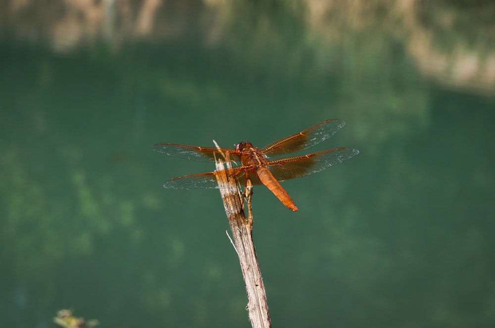 a dragonfly on a stick