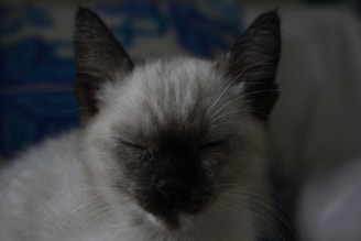 A close-up of a Siamese kitten with closed eyes, displaying its dark ears and mask against a lighter fur. The background has a blue and white pattern.