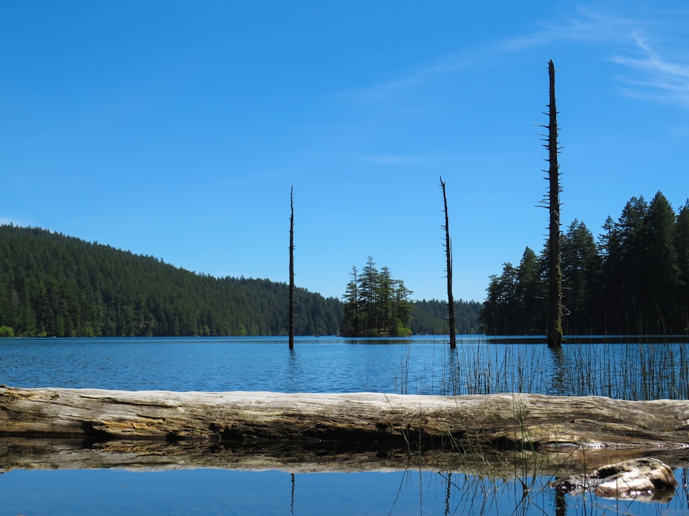 a body of water with trees around it