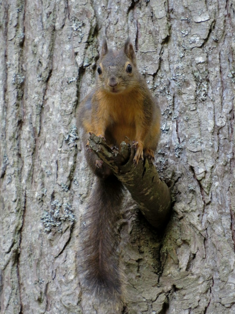 um esquilo subindo em uma árvore