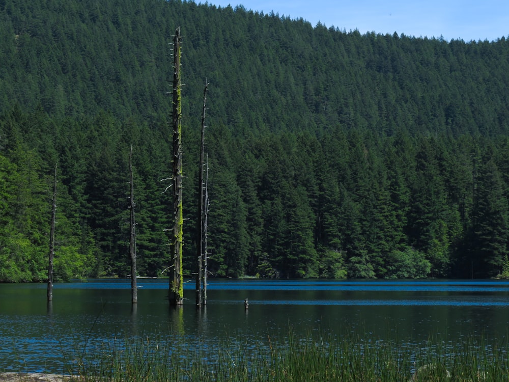 un lago con un grupo de árboles altos y una hilera de mástiles altos en medio de