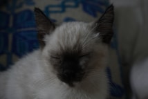 A Siamese kitten with closed eyes rests peacefully on a soft surface. The kitten's fur is light with darker features around the ears and face, and its ears are pointed and distinct. Behind the kitten, a patterned blue and white fabric is partially visible.