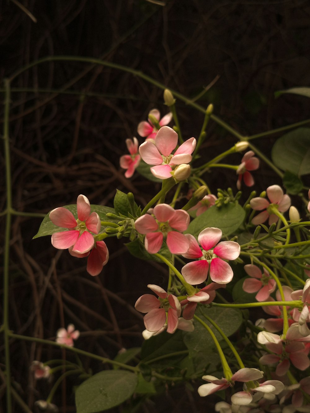 a close up of some flowers