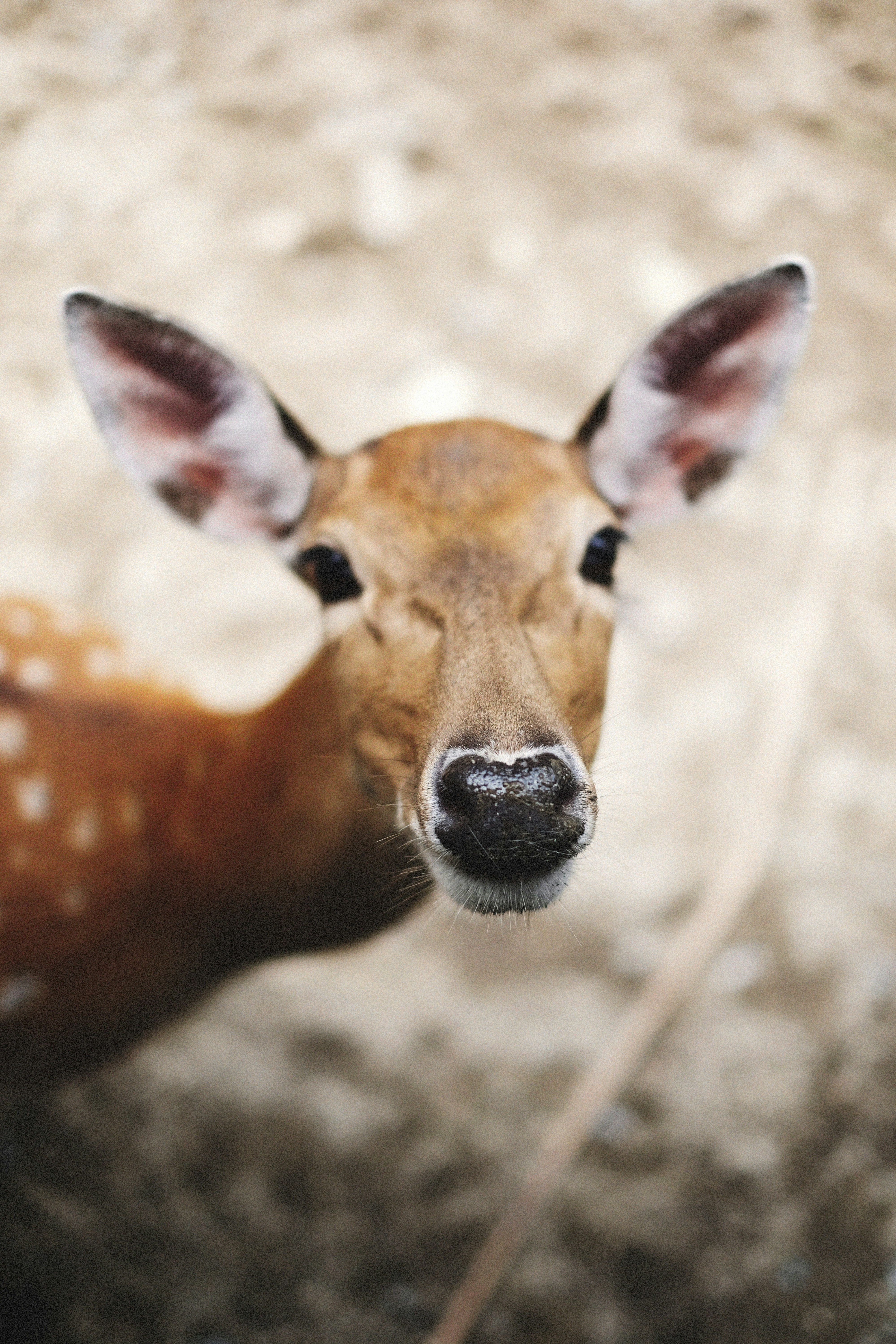 Photo by alexeydemidov
