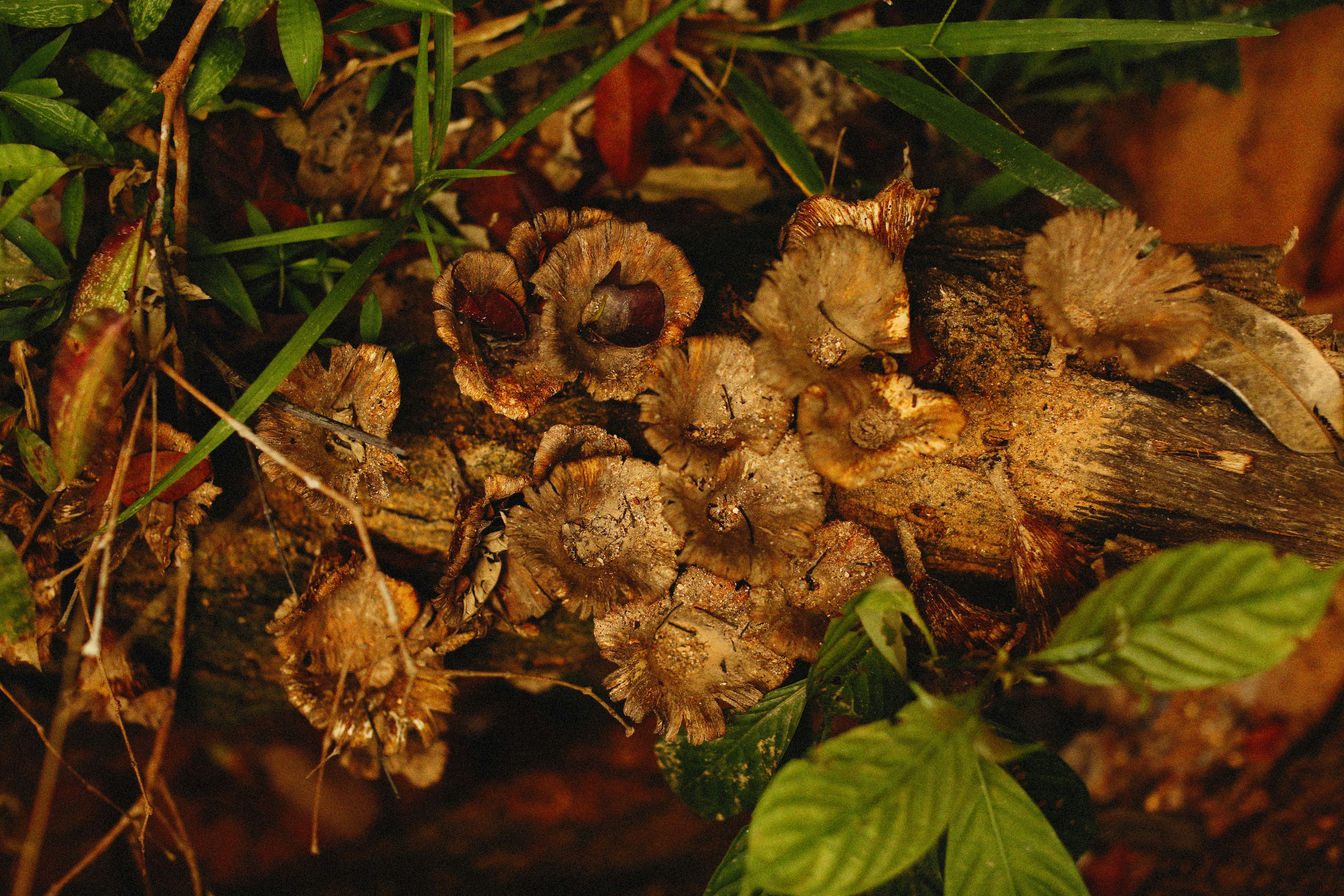 a group of mushrooms growing in the ground