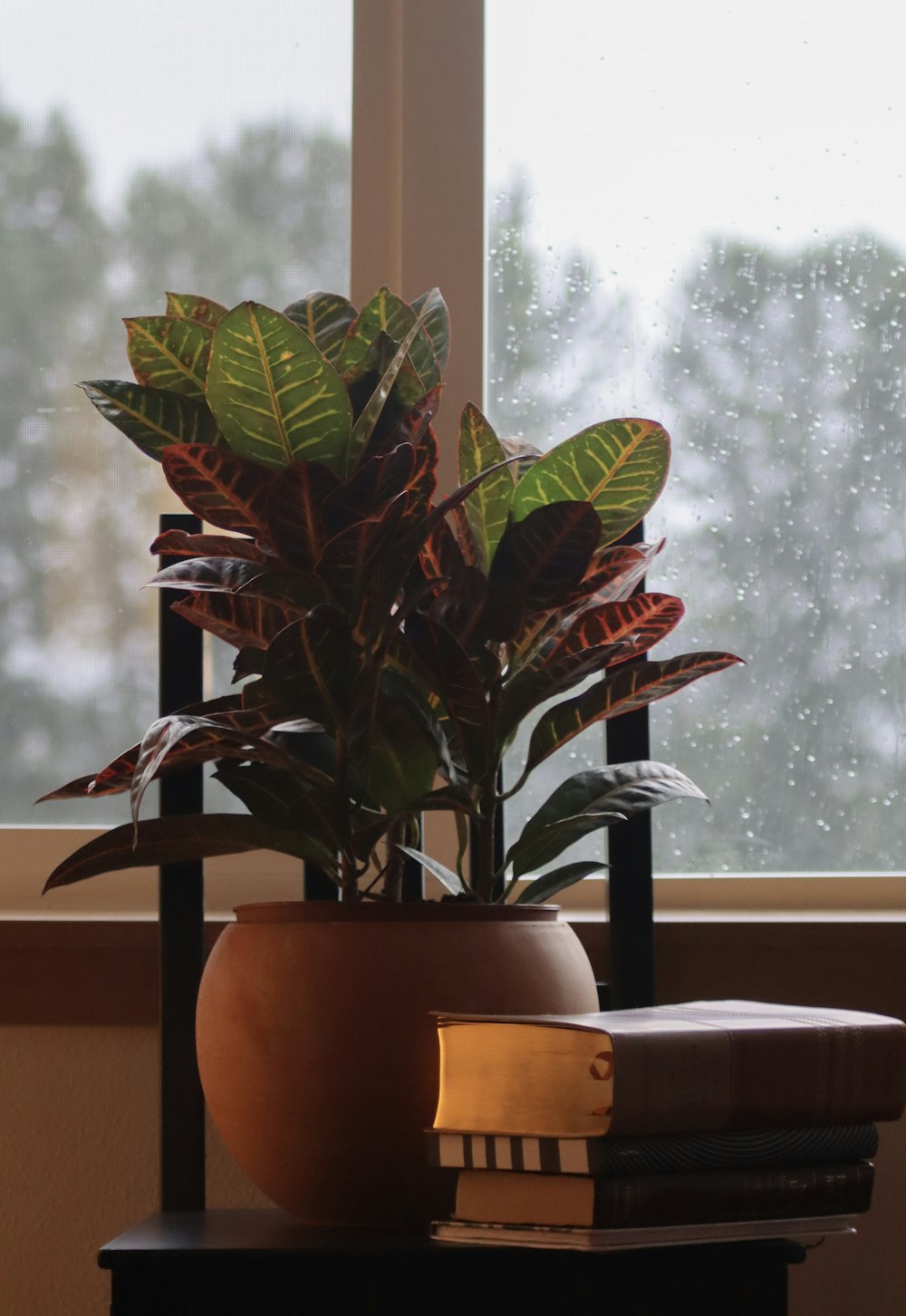 a potted plant on a table