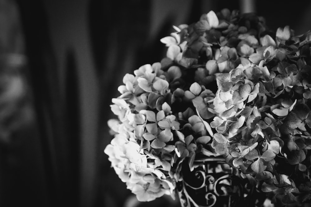 a close up of a flower