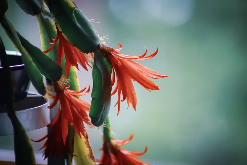 a close up of a plant