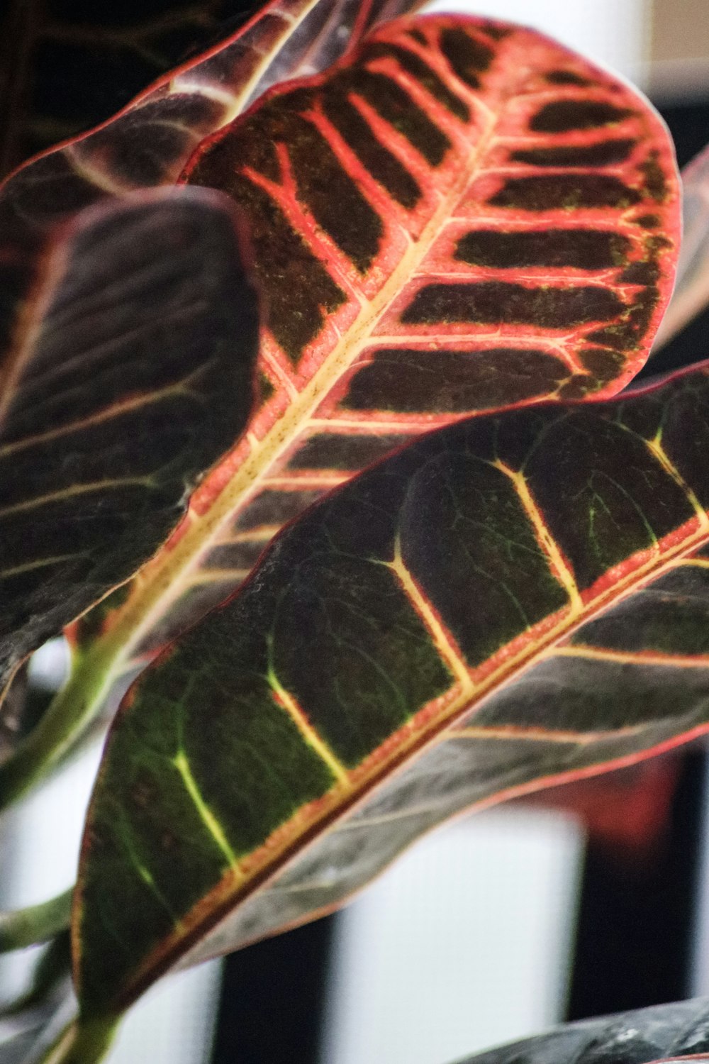 a close up of a butterfly