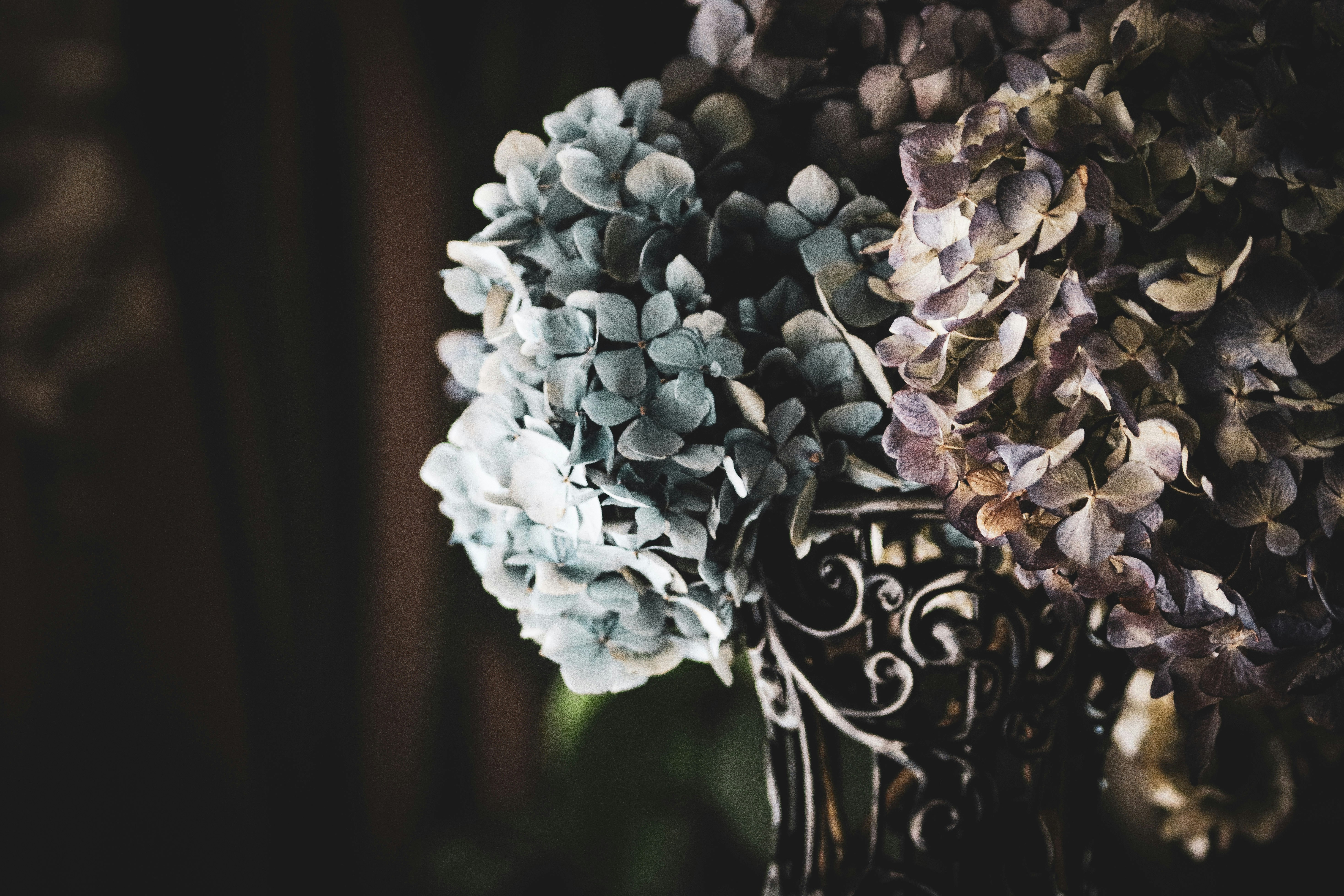 a close up of a flower