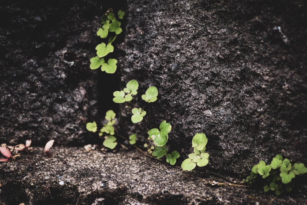 a group of plants growing in dirt