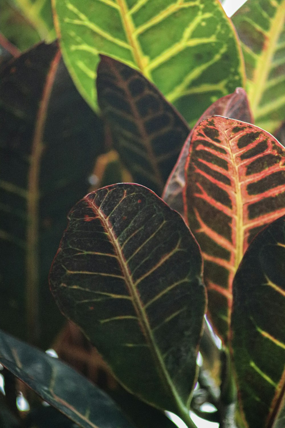 a close up of a leaf