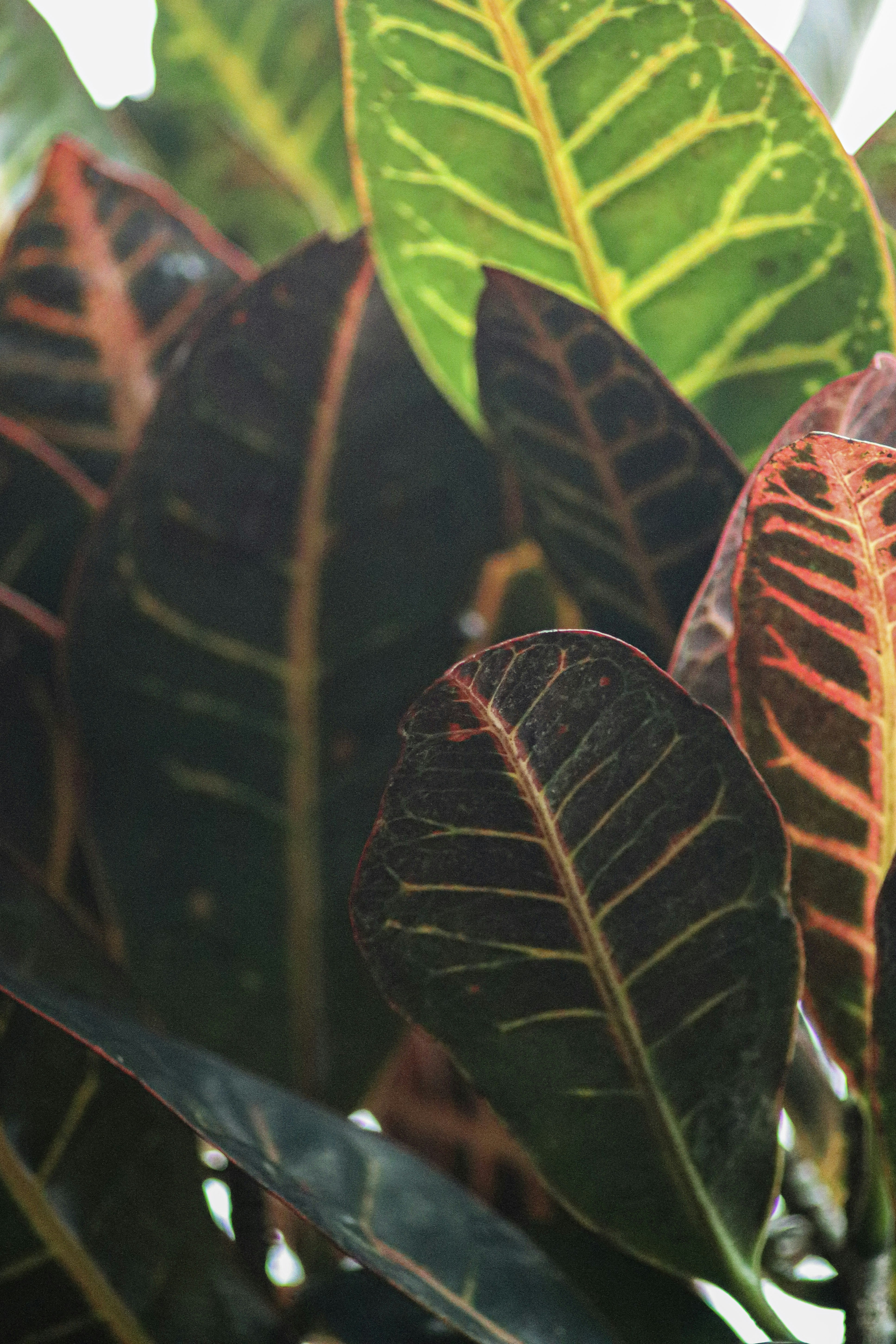 a close up of a plant