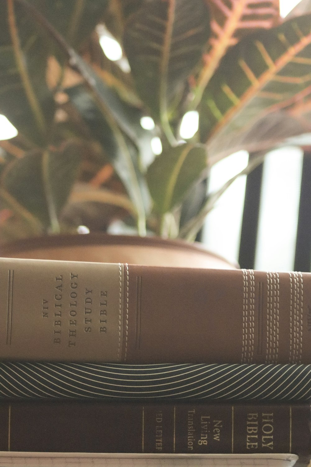 a plant on top of a book