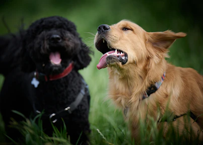 a couple of dogs in the grass