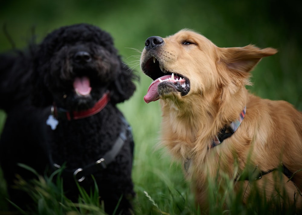 a couple of dogs in the grass