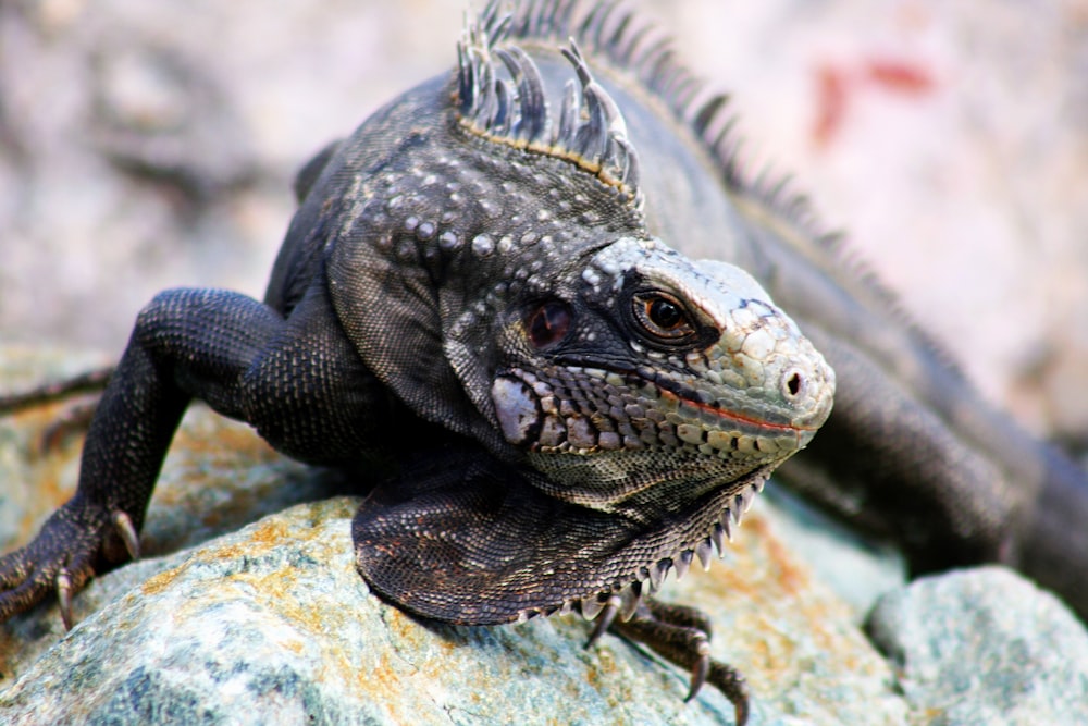 Un lézard sur un rocher