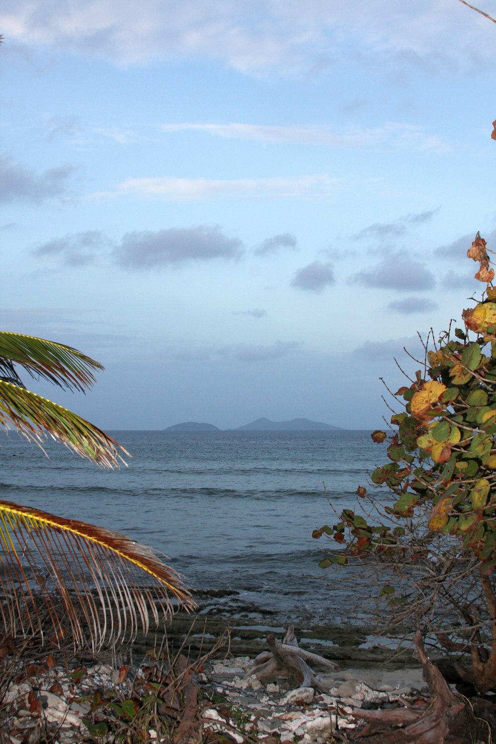 a beach with plants and water