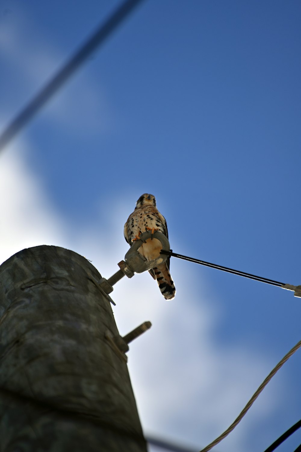 a bird sitting on a pole