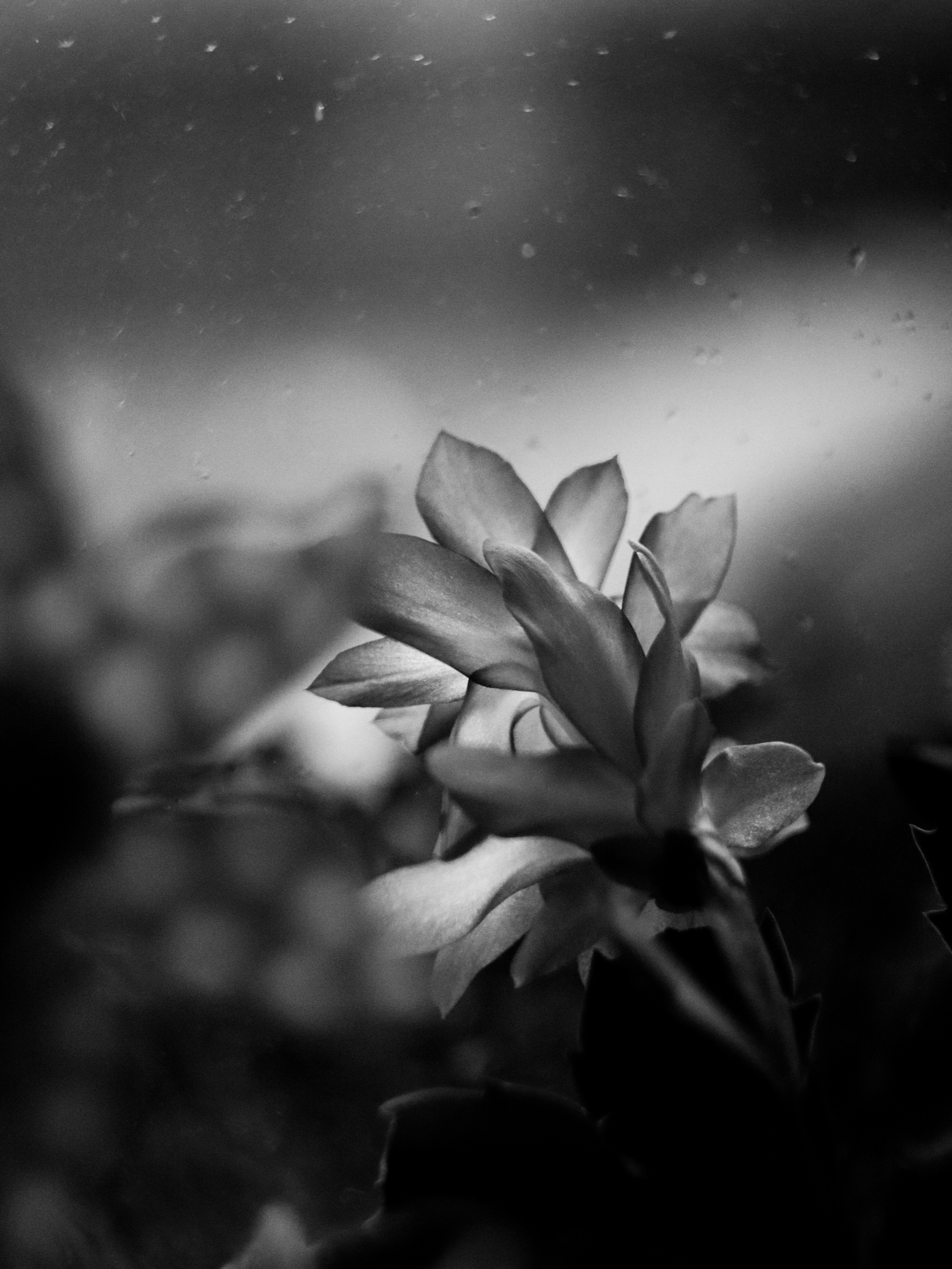 une main tenant une plante