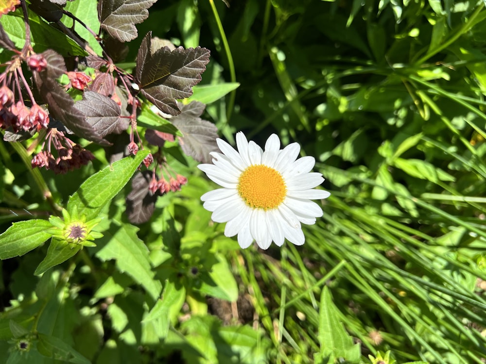 a white flower surrounded by green leaves