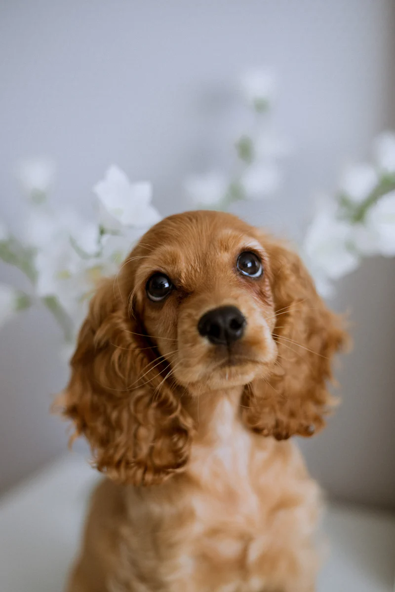 Beyaz çiçeklerin önünde kameraya bakan, uzun sarkık kulakları belirgin bal rengi Cocker Spaniel yavrusu