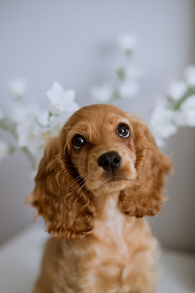 Cocker Spaniel Health Issues: Ears, Eyes and Other Common Problems