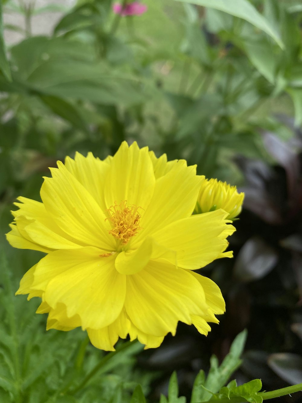 a yellow flower in a garden