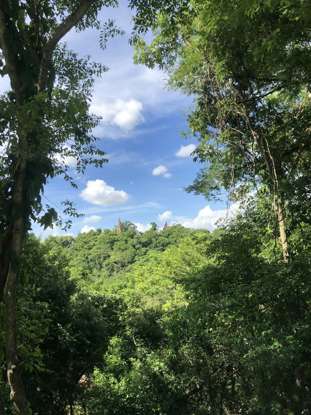 a group of trees