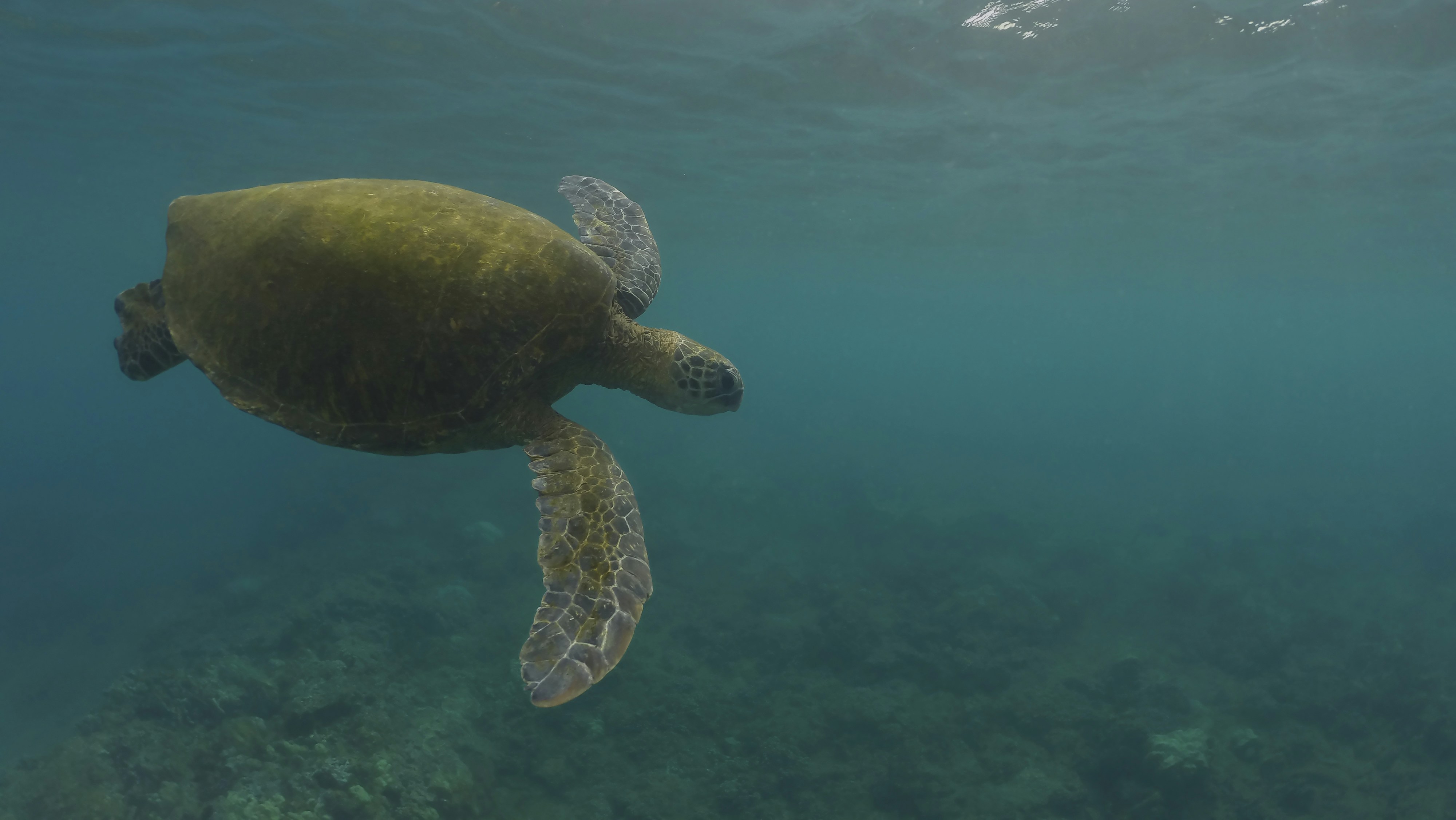 Photo by leo_visions_