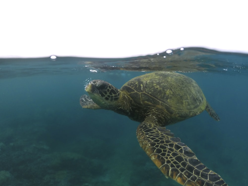 a turtle swimming in water