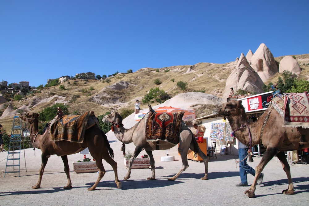 camelos com selas em uma estrada