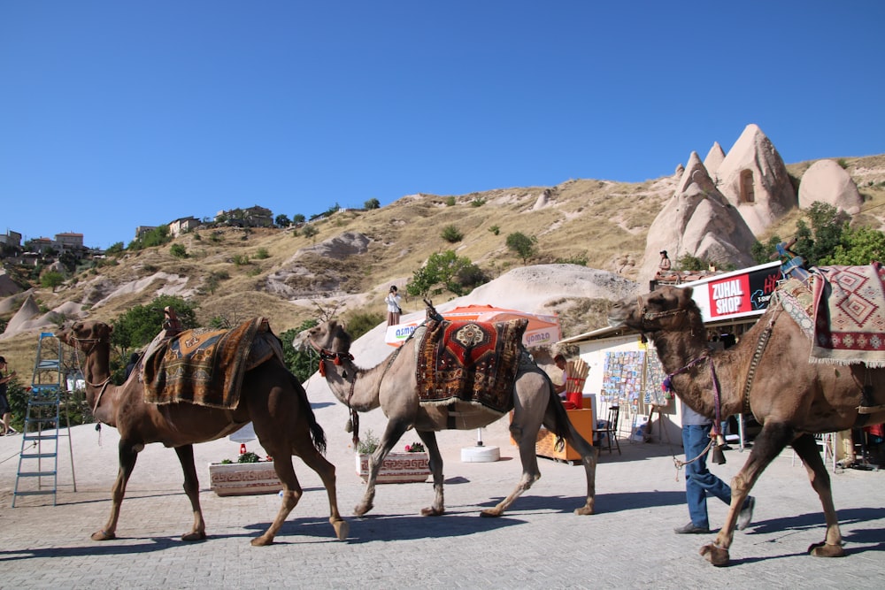 camels with saddles on a road