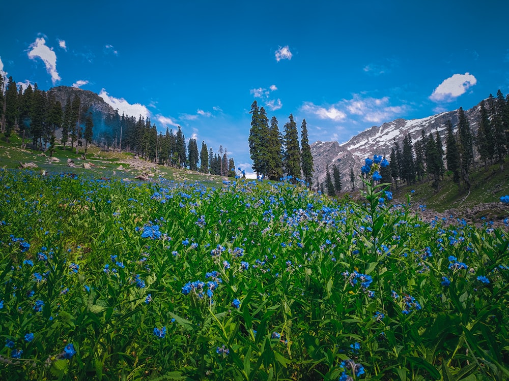 a field of blue flowers with trees and mountains in the background