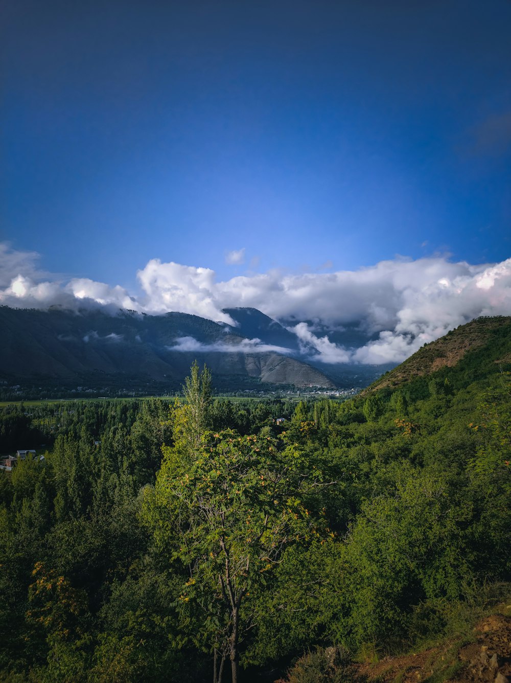 a landscape with trees and mountains in the background