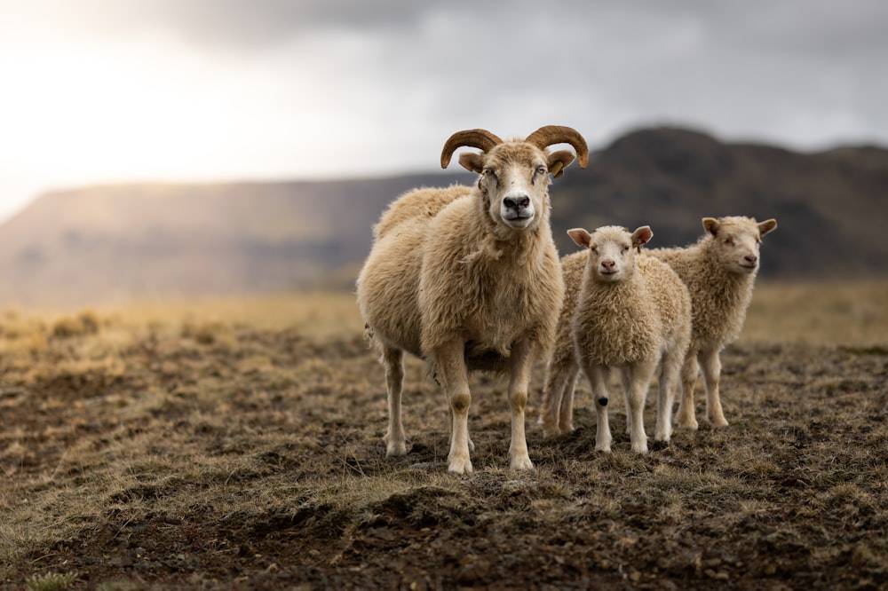 a group of sheep standing on a hill