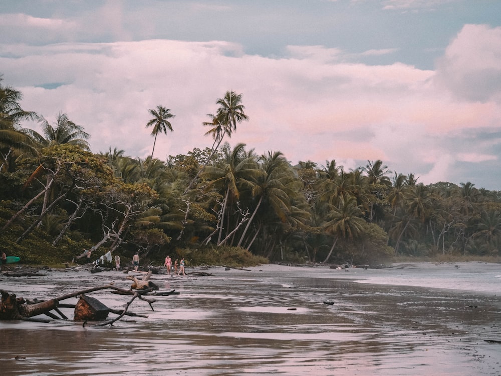 a beach with palm trees